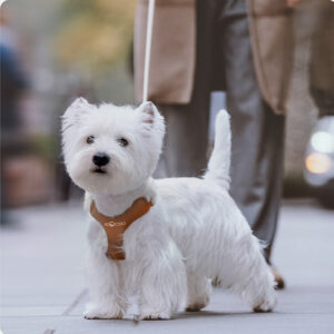 Leash Small And Medium-sized Dog Walking Leash Chest Strap