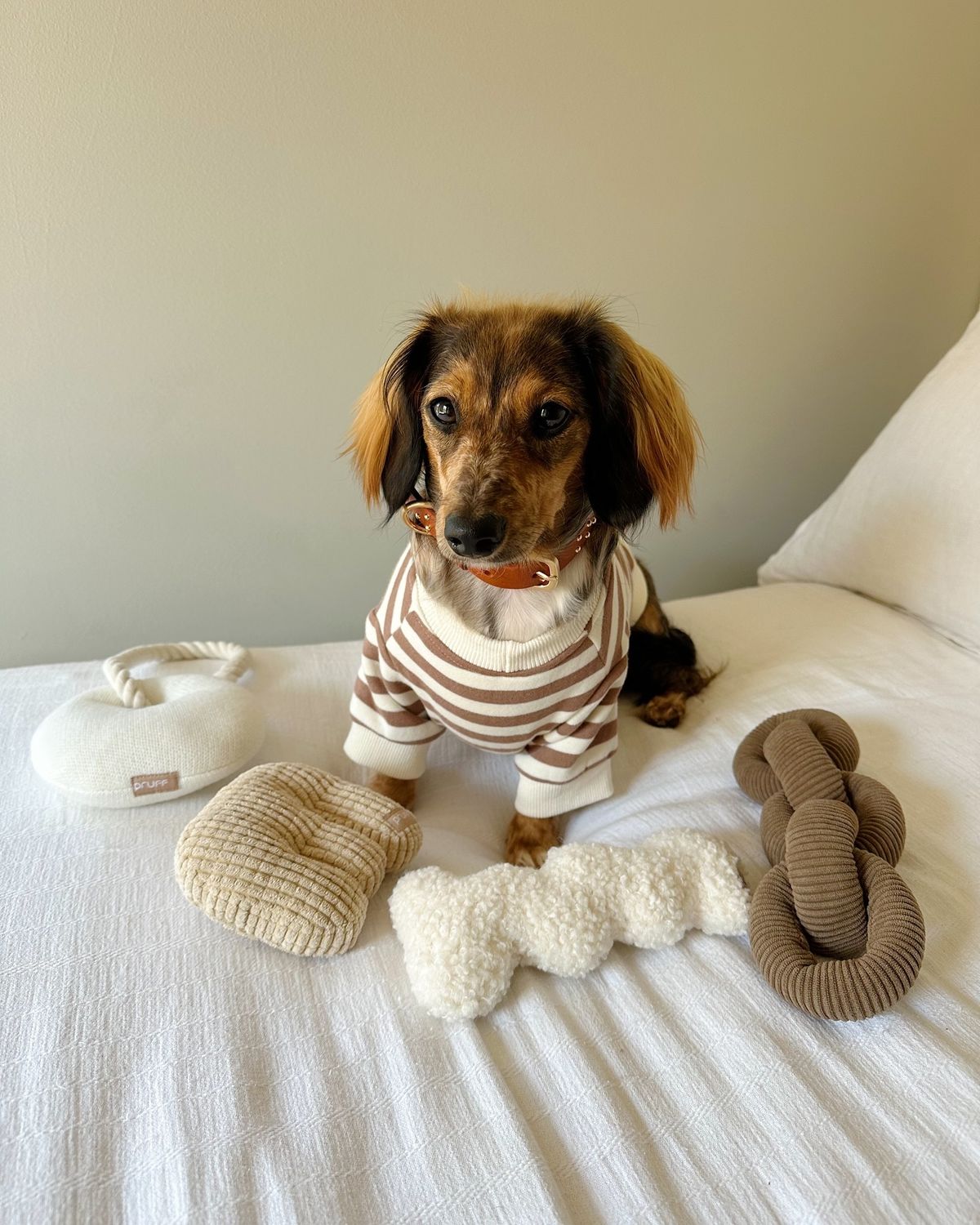 Everyday pet essentials