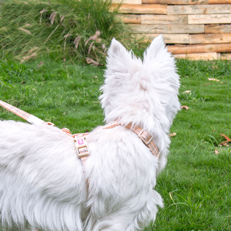 Fashionable And Simple Pet Chest Back Lattice Traction Rope - Image 2