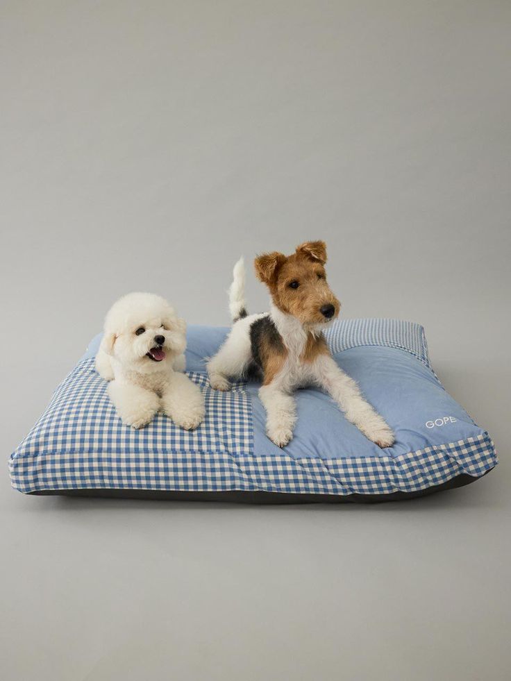 Pet relaxing comfortably at home