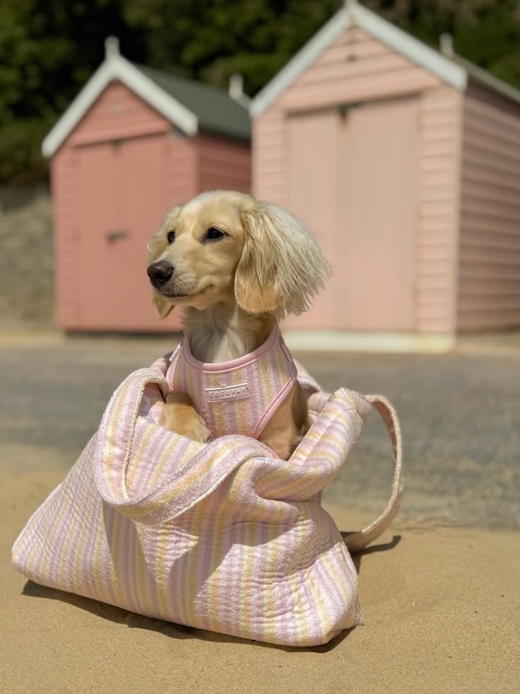 Pet products fitting naturally into the home